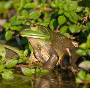 Bullfrog in swamp