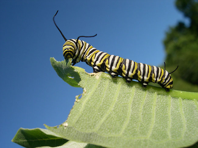 A monarch caterpillar on a leaf